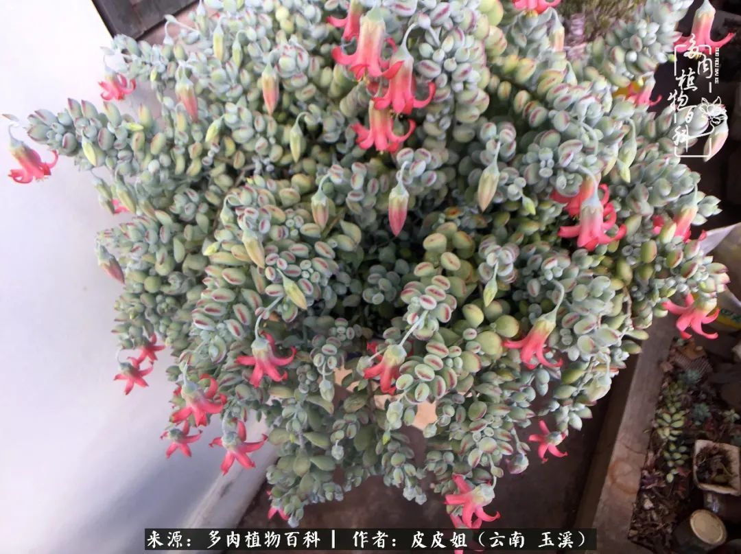 秋黄|柴米油盐的日子,养几盆多肉吧,为生活添几抹色彩!