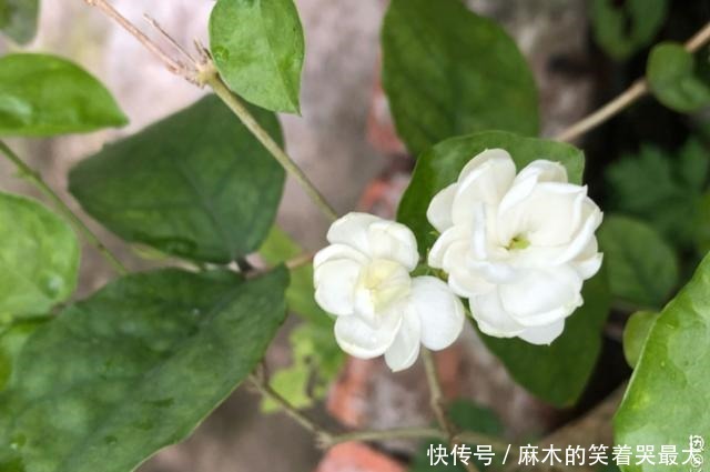 公认难养的6种花,新手慎买,养不活还浪费钱!