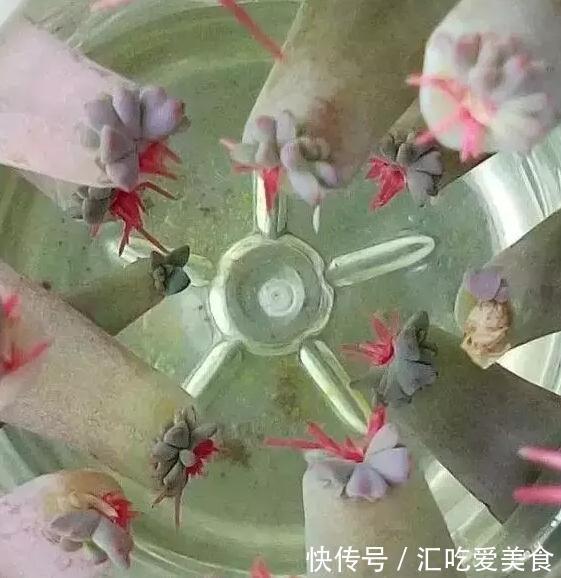 用这也能叶插，懒人必备的自制叶插神器，效果还不错