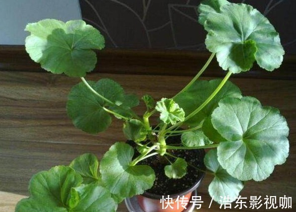 天竺葵|君子兰、长寿花、蟹爪兰总不开花，可能盆里缺点它，加一点就开花