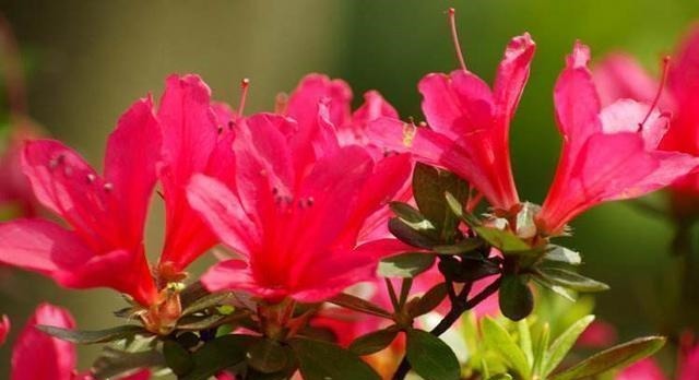 这几种花寿命长，一盆能活几十年，养在家里能当传家宝