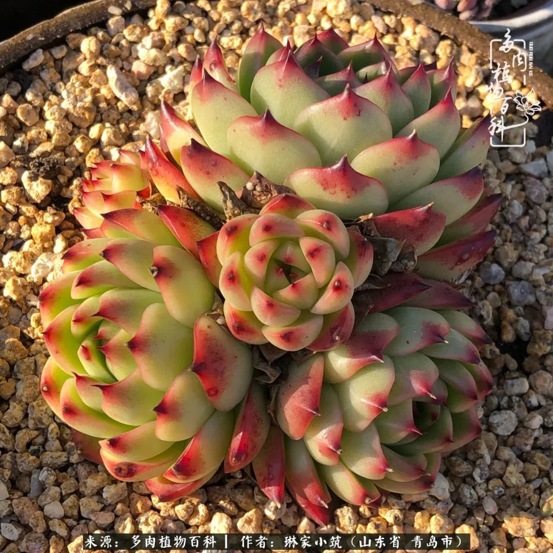 多肉|有史以来最厉害的一场寒潮，治好了我养多肉这些年的“坏毛病”