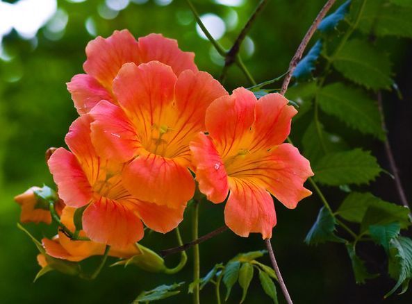 超适合养的几朵花,开花多易爆盆,花开美艳,养殖简单不用管