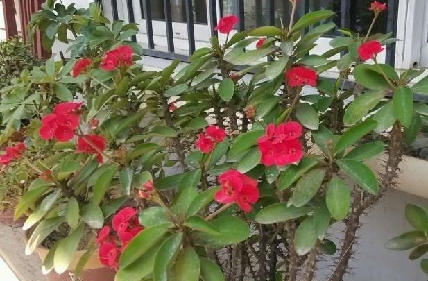 身体|卧室里万万别养这“2类花”，难怪身体会差，懂花的人都避开