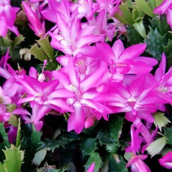 黄叶|总烂根黄叶,盆里撒一把它,不管多难养,很快能冒芽冒花!