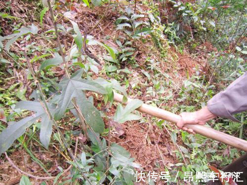 广东地区|价值不输人参,老人拿它泡酒,10元一斤,可不多见