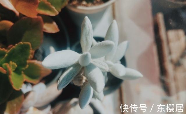 多肉植物|叶片裹在蚕丝,里的趣味多肉植物银月
