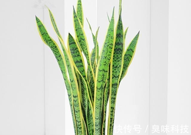 养花|给虎皮兰和君子兰加点零食,比施肥长得好,常年长势茂盛