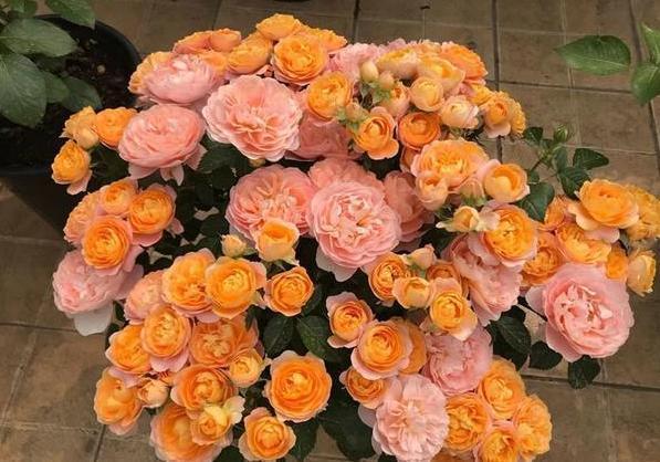 喜欢养花就盆栽月季,此款花期长、易爆盆,一株苗开出多色花