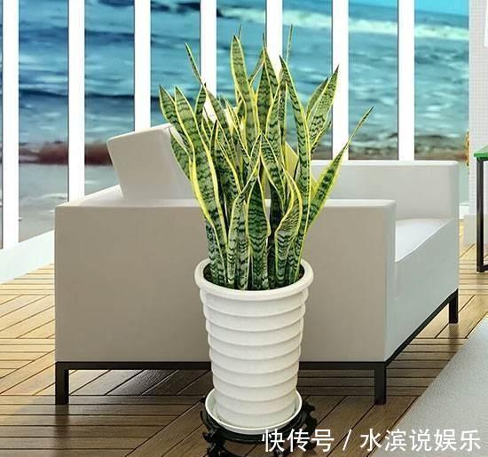 毛根|无根“虎皮兰”，上盆简单，2样东西一掺，毛根嗖嗖长，叶子高大