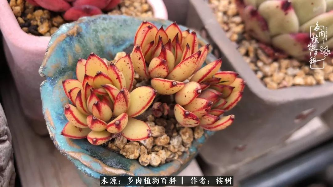 多肉度夏经验谈四季皆露养，兢兢业业养肉三年半！