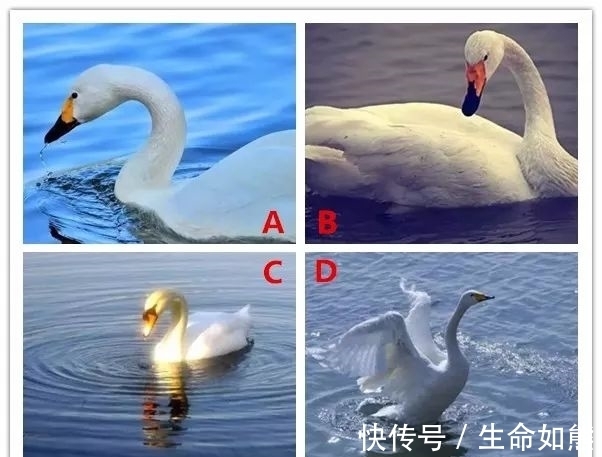 白天鹅|心理测试：凭直觉选一只白天鹅，测你会遇到溺爱你一辈子的人吗？