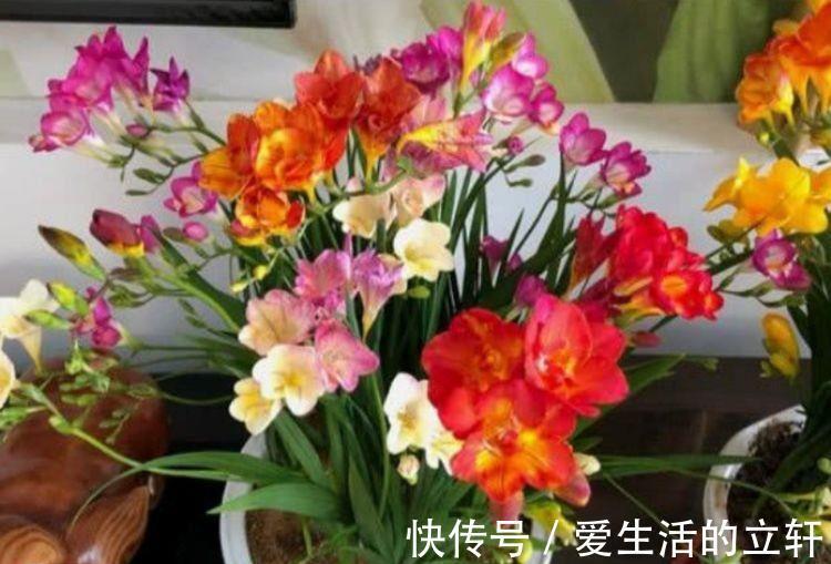 蟹爪兰花|家里阳台必养此款花卉,耐寒易打理,空气清新,比啥都强!