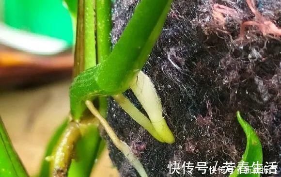 枝条|茉莉花扦插有机关,砍这一段枝条,插土里3天就活