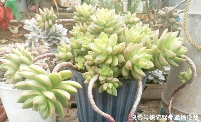 多肉|花友养多肉3年，全都养成了老桩，全靠这6个品种，真是太明智了！