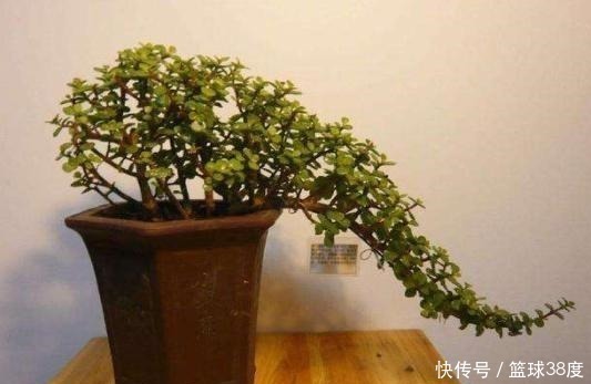 养金枝玉叶不能懒,耐心掌握4个“要点”,快速养成高颜值盆景