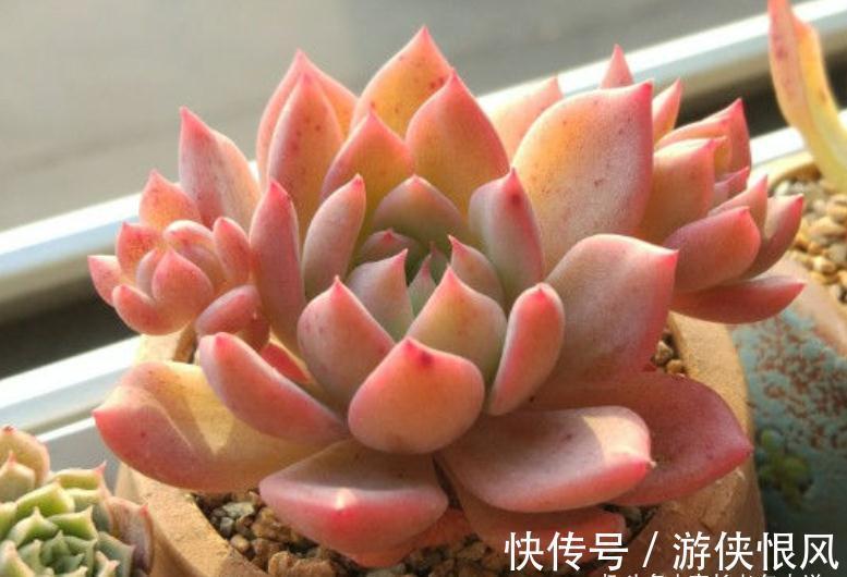 霜降说霜花,霜叶红于二月花——易红易爆盆的多肉霜花,养过否?