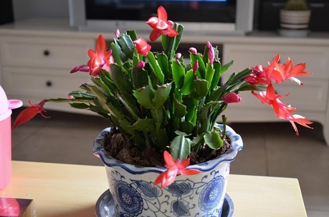 花苞|蟹爪兰迎来花期,养护避免“4个动作”,花苞一个不落,越开越美