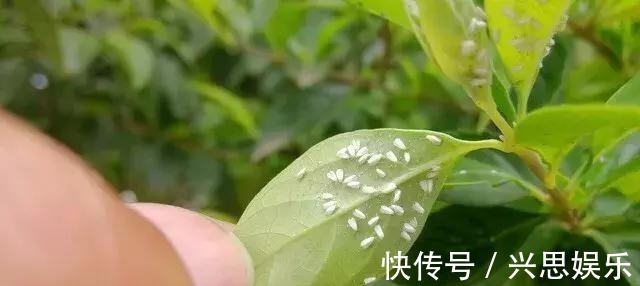 盆栽|家里养花,生了这个世界性害虫,太难治,一招教你轻松根除白虱粉