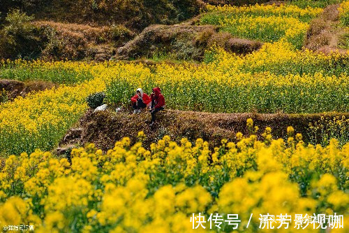 春色|中国”最诗意“的乡村，油菜花海徽派古村完美交融，春色美成仙境