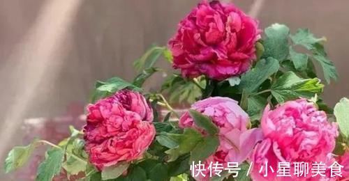 草本植物|盆栽花草该如何正确浇水掌握3点诀窍，不用怕浇一盆死一盆
