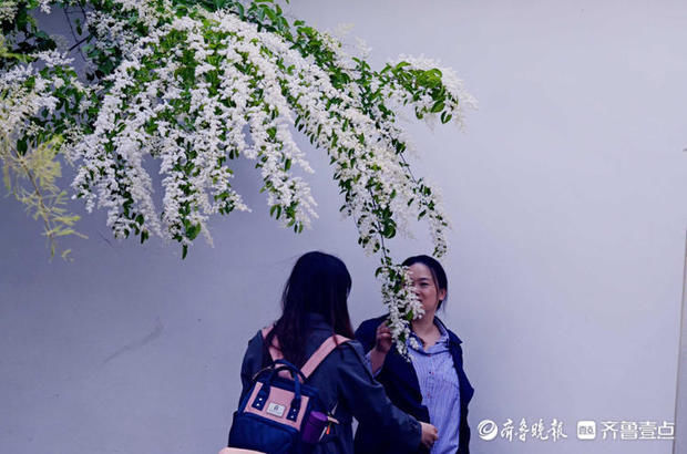 花开齐鲁｜趵突泉公园小叶女贞花开如雪，唯美又浪漫快来赴约吧