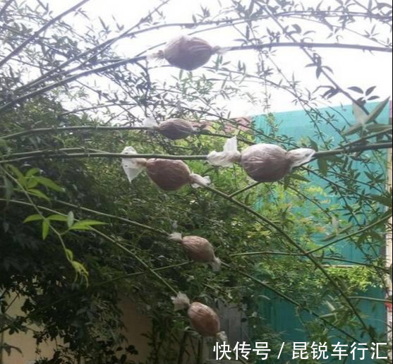 砧木|花开像月季，易爆花，-20℃冻不死，好养活不生病，比桂花香10倍