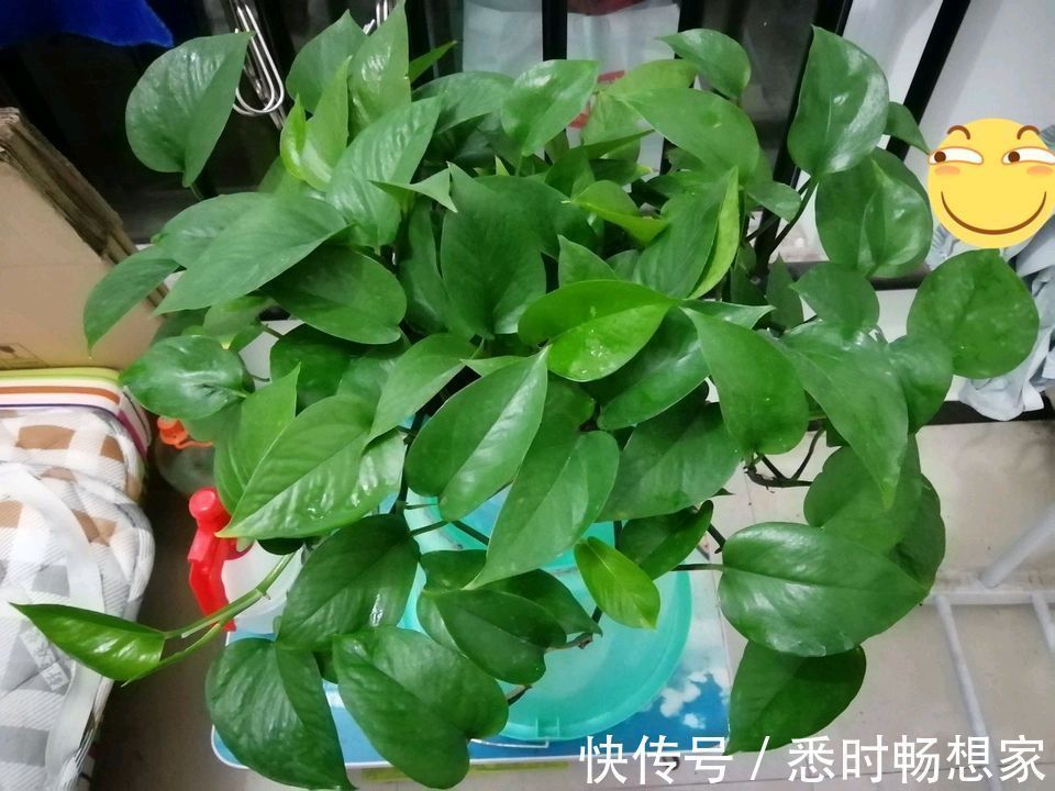 修剪|绿萝太密了该如何分盆脱盆分株和砍头扦插,长势旺叶片绿油油