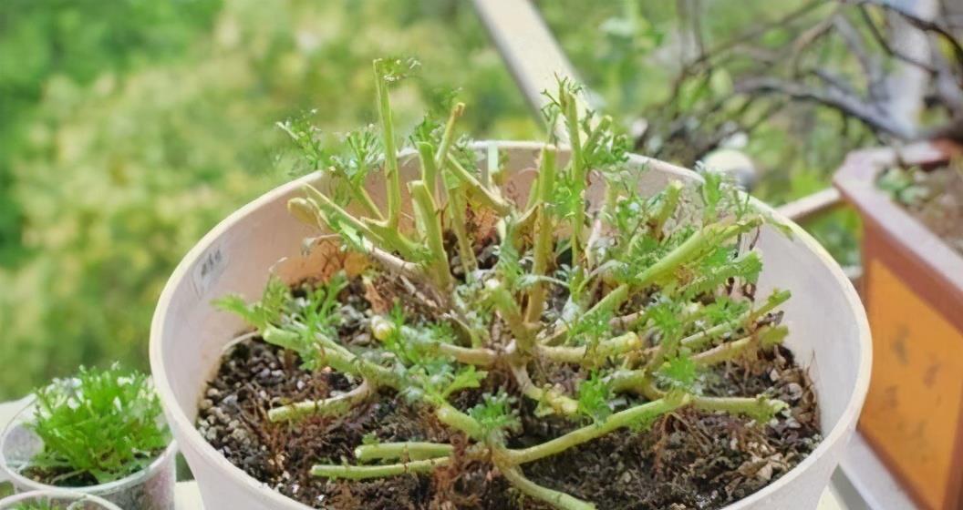 栀子花|6种“漂亮花”,7月不修剪,后悔一整年