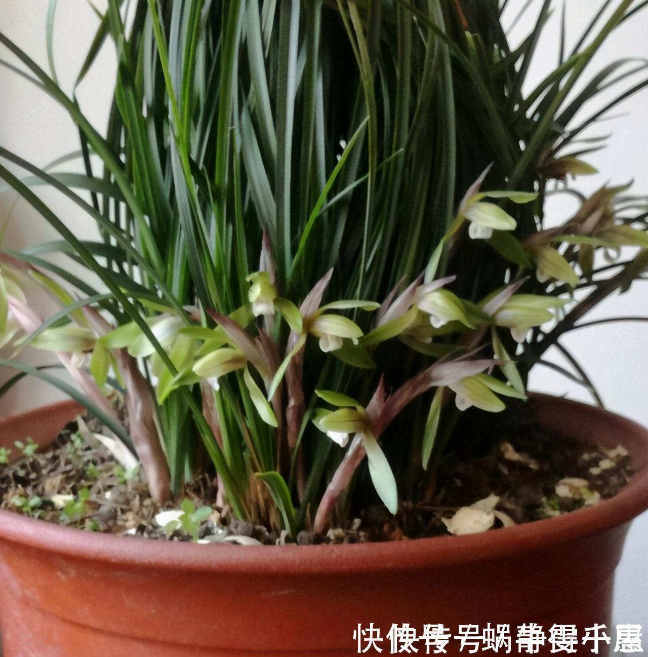 想让兰花早发芽，这“三位置”留点水，催出一圈苞，绽放层叠群兰