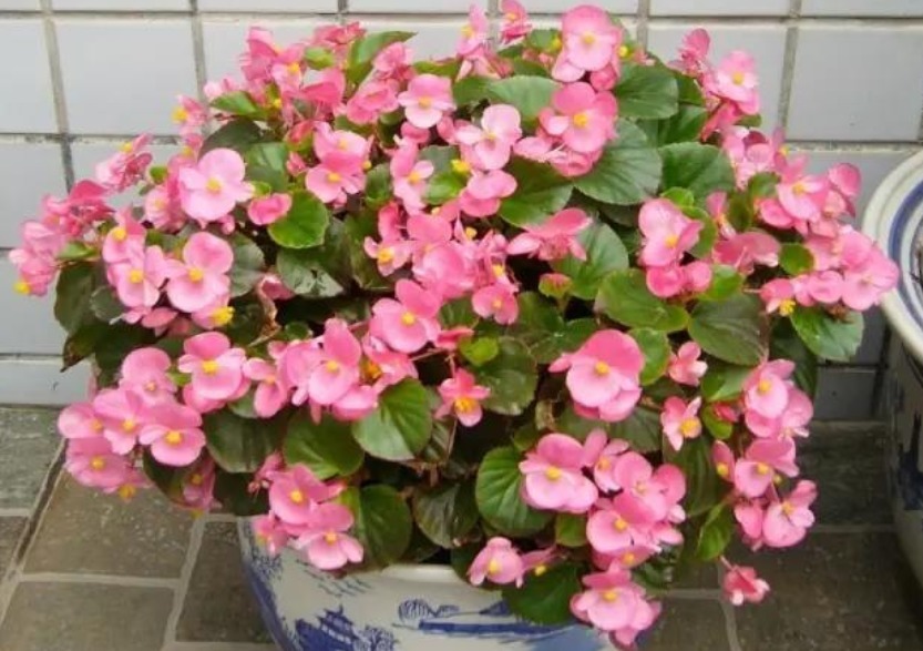 早上、中午、晚上浇花“区别大”难怪总是养不好花,要这样浇!