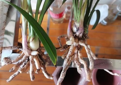 养兰花怎么知道是否已成活？