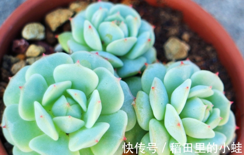 佛珠|这“三多肉”最怕晒,遇强光易“摊大饼”,阴一点养成群生肉墩子