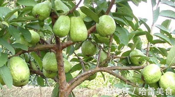 美肤|糖尿病最高多吃的食物，润肺补血、清肠减肥、美肤养容，请珍惜