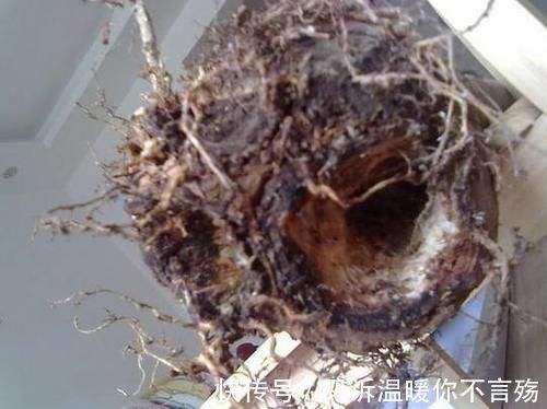 养花技巧:根都烂完了的君子兰,我捡回家,半年后开花了!