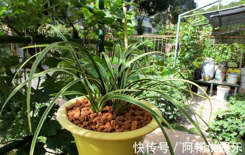 养花想盆栽土越来越肥沃,想不年年换土,隔3个月添些它就搞定
