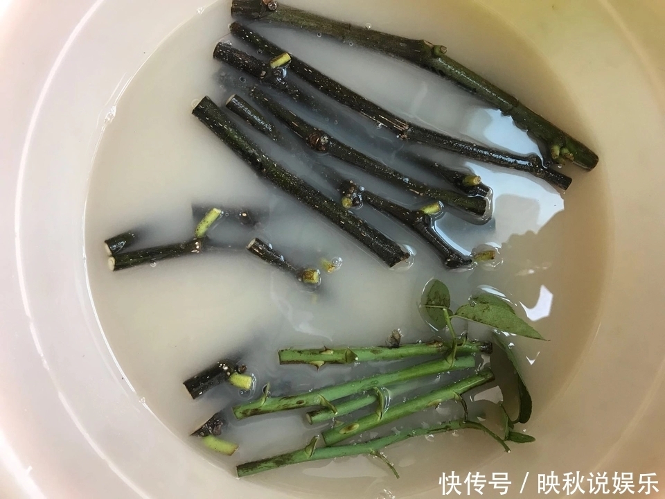无花果水培繁殖难生根教你一招10天生根的方法,试过的都说好
