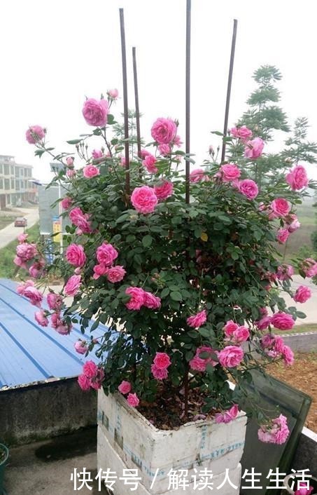 此花是世界名花,全年开花,能打造花墙,好看又好养,南北都能种!