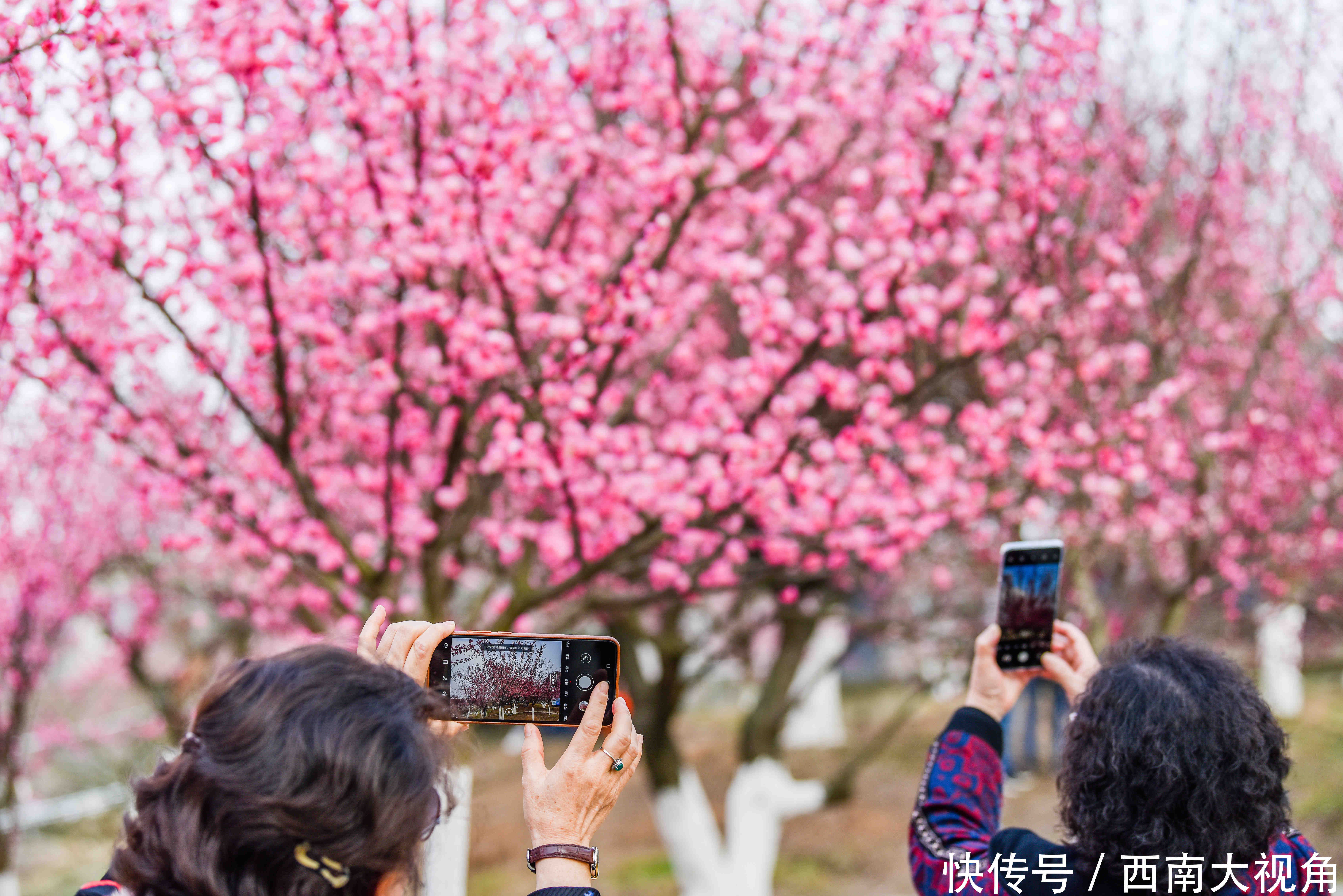 大年初一，秀丽东方风景如画、游人如织 再次提醒大家，请一定要提前一天转发和预约哦