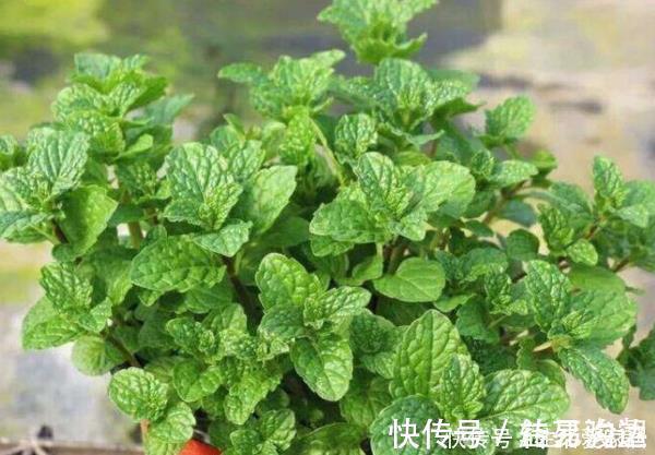 米兰|卫生间养花不知道选啥好就种以下4种植物,清除异味,净化空气