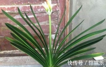 用此4种水浇君子兰,不用施肥也可以让君子兰花大色艳!