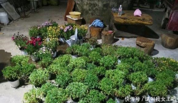 花了110块钱,买了100盆残花。捡便宜特开心,拿回家崩溃了!