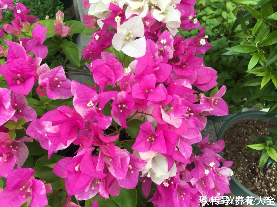  开花|开花时间PK，秋海棠第二，就没花敢称第一