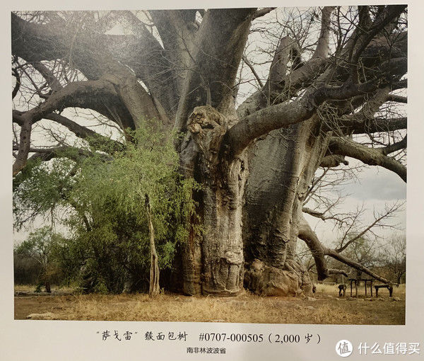  生命|图书馆猿の2020读书计划83：《世界上最老最老的生命》