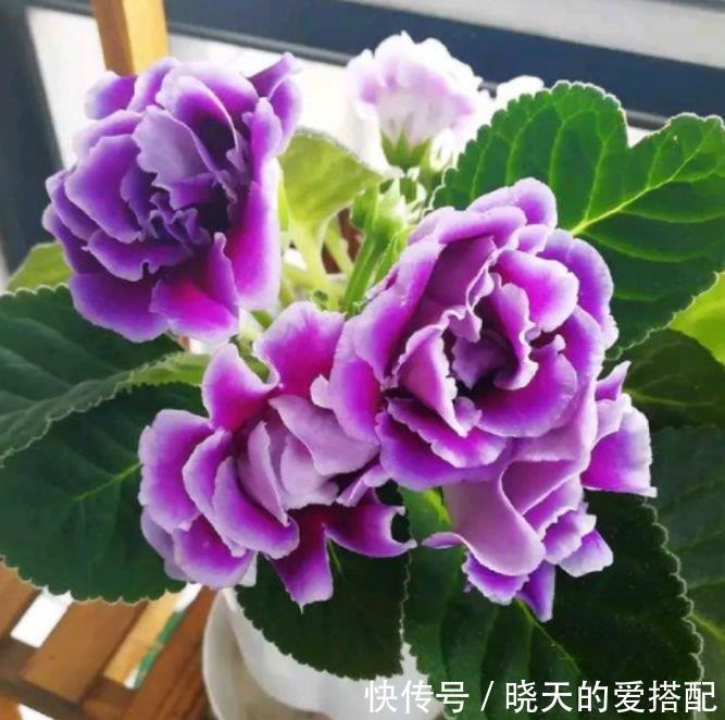 4种花不仅长得漂亮,名字也好听,层层交叠,烂漫迷人眼