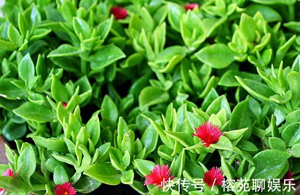 懒人|懒人都养不死的几朵花，娇憨可爱，好看好养活，次次开花爆盆