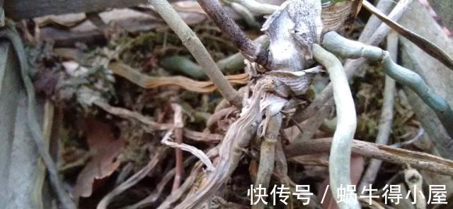 介质|家里的盆栽兰花叶子停止生长,很可能是根出了问题