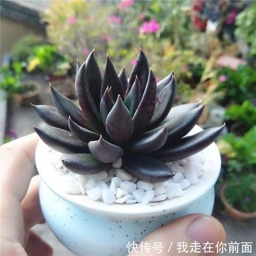 白雪公主|来自“童话里”的6款多肉,满满都是回忆,听名字就很想养上一盆