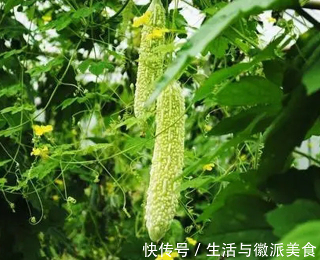 苦瓜这样吃,营养又健康,分享三种苦瓜的做法