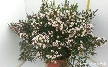 好养|此花好养又好看,一盆能开上百朵,花期长达300天,是盆栽佳品!